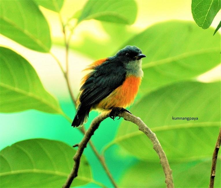 รีสอร์ท Kum Nangpaya